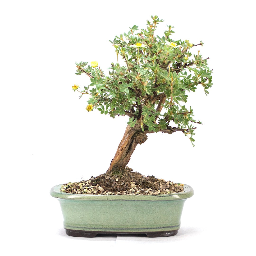 Weißer Fingerstrauch 'Potentilla fruticosa'
